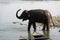 An Elephant Cooling off in the River