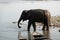 An Elephant Cooling off in the River