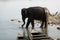 An Elephant Cooling off in the River