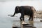 An Elephant Cooling off in the River