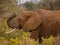 Elephant covered with dry mud eating thorny acacia branches