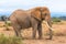 An elephant covered of dust