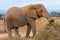 An elephant covered of dust