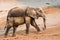 Elephant covered in mineral sand
