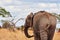 Elephant covered with mud water in tanzania safari