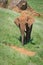 Elephant covered in red dust passes rocks