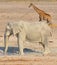 Elephant covered in white mud