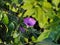 Elephant creeper flower