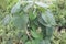 elephant creeper flower plant on farm