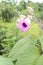 elephant creeper flower plant on farm