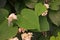 Elephant creeper, perennial climbing vine