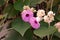 Elephant creeper, perennial climbing vine