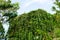 Elephant Creeper, Silver Morning-glory planted on home, Abstract background