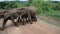 Elephant crossing guard