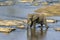 Elephant crossing Olifants River