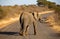 elephant crossing the road Kruger park, South Africa