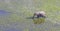 Elephant crossing water in the Okavango delta Botswana