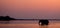 Elephant crossing the Zambezi River at sunset in pink. Zambia.