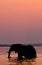 Elephant crossing the Zambezi River at sunset in pink. Zambia.