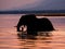 Elephant crossing the Zambezi River at sunset in pink. Zambia.