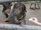 Elephant-cub feeding from hand