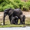 Elephant cubs