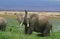 ELEPHANT D`AFRIQUE loxodonta africana