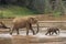 ELEPHANT D`AFRIQUE loxodonta africana