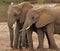 ELEPHANT D`AFRIQUE loxodonta africana