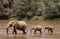 ELEPHANT D`AFRIQUE loxodonta africana