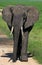 ELEPHANT D`AFRIQUE loxodonta africana