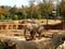 Elephant in Dallas zoo