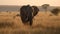 Elephant in the dawn of Amboseli National Park.