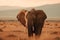 Elephant in the desert. Neural network AI generated