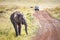 Elephant on dirt track in the Masai Mara, with safari vehiclee approaching