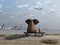 Elephant and dog at the airport