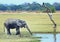 Elephant drinking from a lagoon while an african fish eagle perches in a bare tree on the plains in south Luangwa National Park