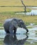 Elephant drinking from lagoon with a good water reflection in south luangwa national park