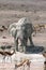 Elephant Drinking Portrait