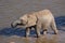 Elephant Drinking Water