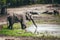 Elephant drinking water print quality high resolution photo with white frame.