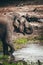 Elephant drinking water print quality high resolution photo with white frame.