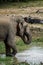 Elephant drinking water print quality high resolution photo with white frame.