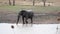 Elephant drinking by a waterhole