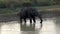 Elephant Drinks From Lake in Sri Lanka