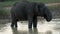 Elephant drinks from lake in Sri Lanka - closeup 2