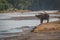 Elephant drinks by river`s edge in Samburu, Kenya