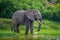 Elephant drinks water at the lake river