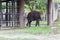 Elephant in dusit zoo, Thailand