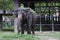 The elephant at a Dusit zoo in Thailand